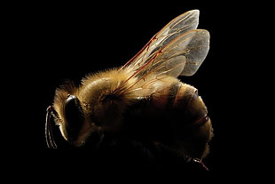 Photo of a bee.