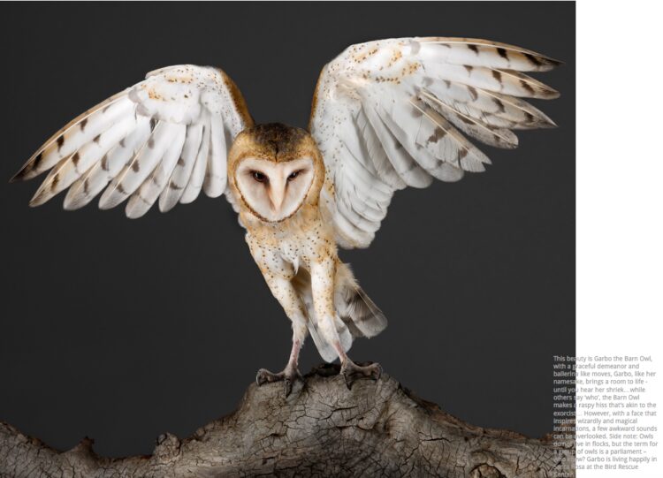 Garbo The Barn Owl