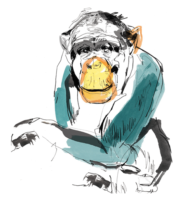 illustration of chimpanzee.