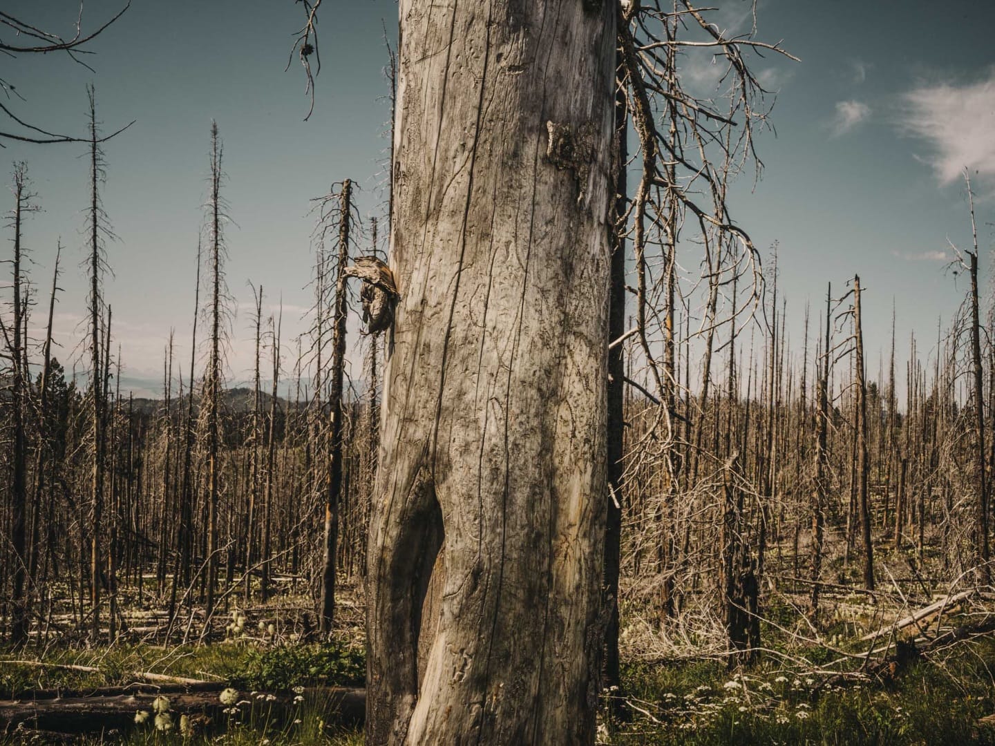 gregkahn__2026-02-15T162814.000Z_4